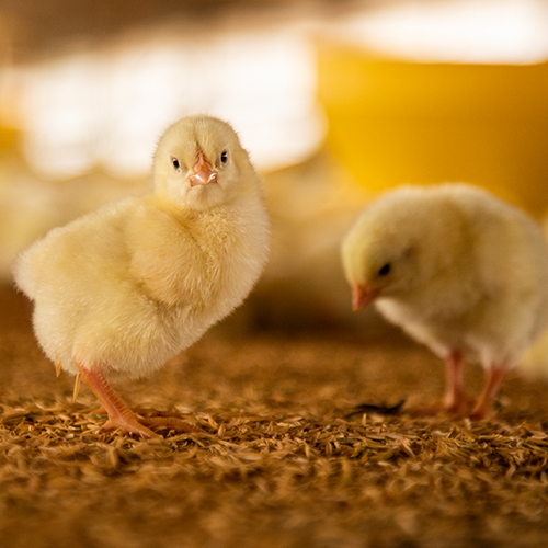 Producción de pollo en México por Súper Pollo Neria