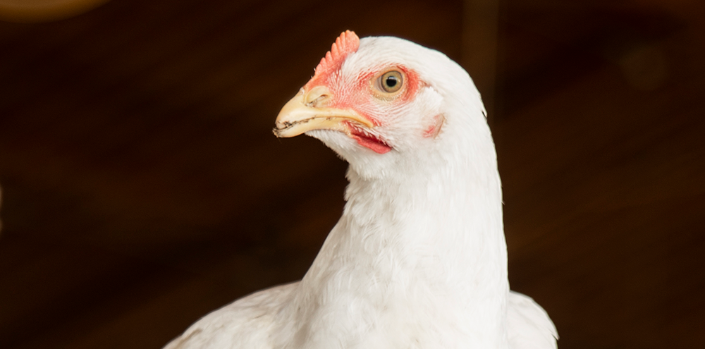 Super Pollo Neria, más que alimento de origen animal, calidad que alimenta a Veracruz (y a México).