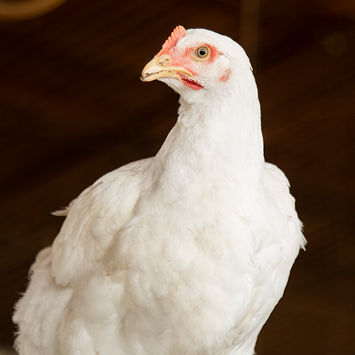 Super Pollo Neria, más que alimento de origen animal, calidad que alimenta a Veracruz (y a México).