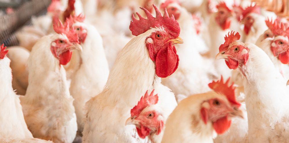 Más allá del sabor: El pollo como pilar de la nutrición en México