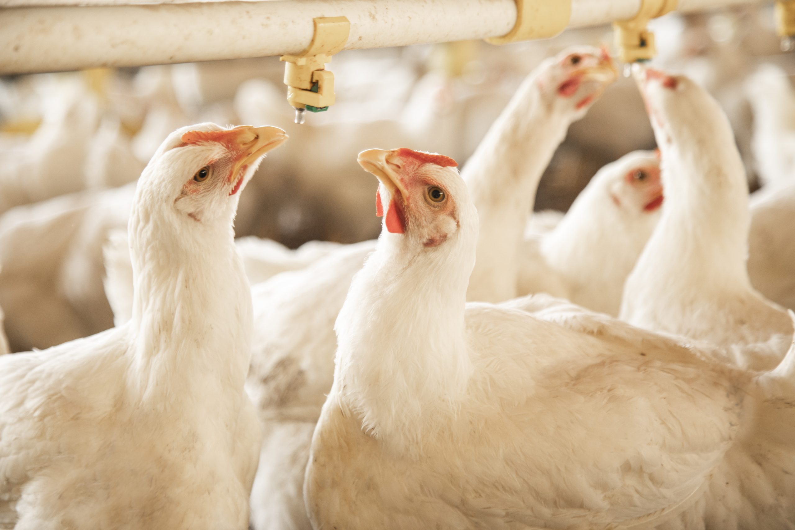 Mitos del pollo: ¿Usan hormonas? La verdad detrás de su crecimiento