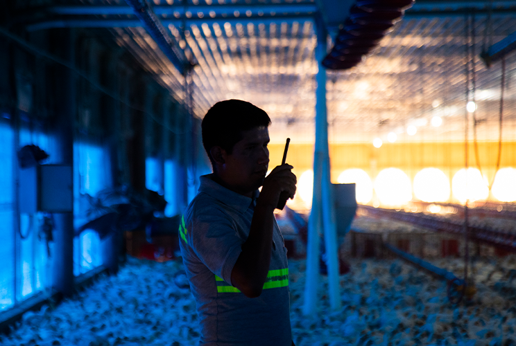 Del grano al plato: El motor avícola que alimenta a México