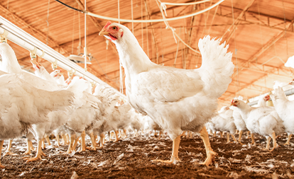 Bioseguridad y bienestar animal: Claves de la industria avícola moderna