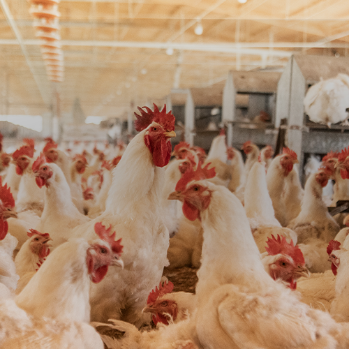 El motor emplumado: El verdadero impacto de la avicultura en la economía de Veracruz y México