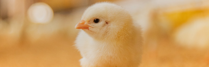 Frescura y bienestar: El compromiso que se debe asumir frente al estrés calórico